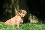 NORFOLK TERRIER 037